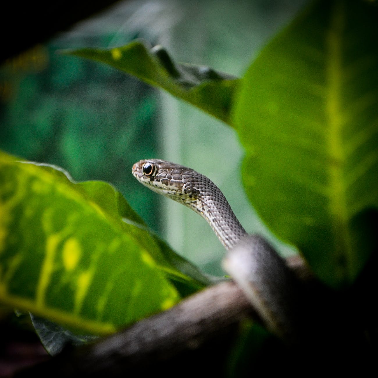garden animal leaf lizard